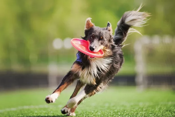Dog running in a field with a Frisbee in its mouth